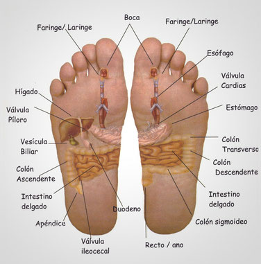 Zonas reflejas del pie en reflexología podal